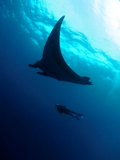 manta-ray-sdi