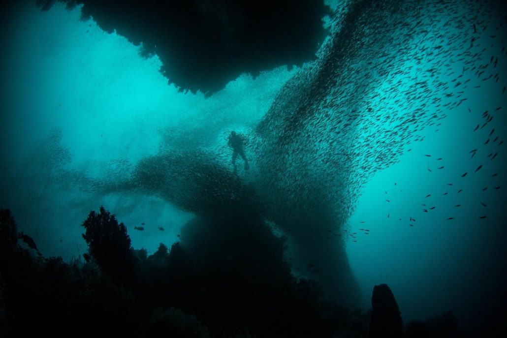 Giant School of fish