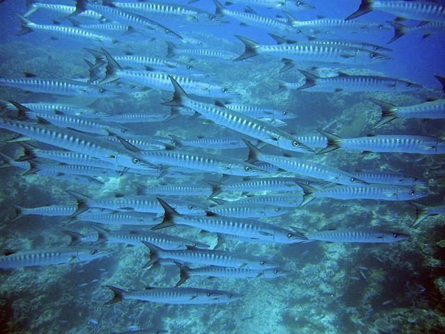 School of fish